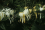 Caprifoliaceae - Lonicera japonica 