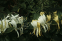 Caprifoliaceae - Lonicera japonica 