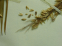 Poaceae - Holcus lanatus 