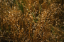 Poaceae - Aira caryophyllea 