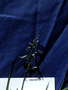 Poaceae - Poa pratensis 