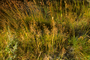 Poaceae - Agrostis stolonifera 