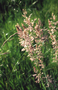 Poaceae - Holcus lanatus 