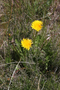 Asteraceae - Taraxacum officinale 