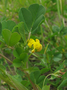 Fabaceae - Medicago polymorpha 