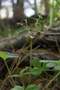 Rosaceae - Fragaria vesca 