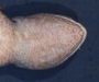 Sceloporus taeniocnemis image