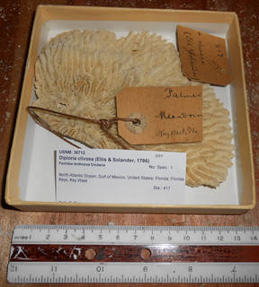 Pseudodiploria clivosa image