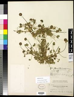 Trifolium barbigerum image