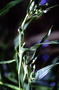 Poaceae - Coix lacryma-jobi 