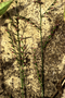 Poaceae - Setaria palmifolia 