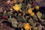 Cactaceae - Opuntia ficus-indica 
