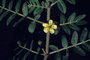 Zygophyllaceae - Tribulus terrestris 