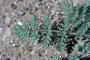 Geraniaceae - Erodium cicutarium 