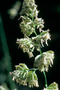 Poaceae - Dactylis glomerata 