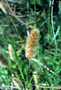 Poaceae - Polypogon monspeliensis 