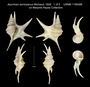 Aporrhais serresianus image