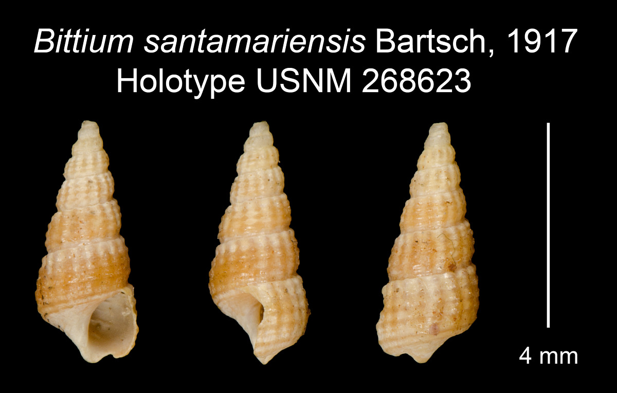Bittium santamariensis image