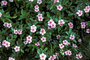 Apocynaceae - Catharanthus roseus 
