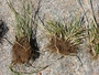 Poaceae - Poa pratensis 
