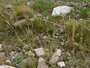 Poaceae - Festuca rubra 