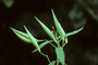 Apocynaceae - Asclepias curassavica 