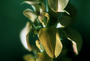 Fabaceae - Crotalaria pallida var. obovata 