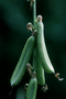 Fabaceae - Crotalaria pallida var. obovata 