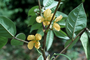 Fabaceae - Senna occidentalis 