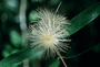 Myrtaceae - Syzygium jambos 
