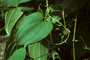 Dioscoreaceae - Dioscorea bulbifera 