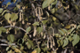 Amaranthaceae - Nototrichium sandwicense 