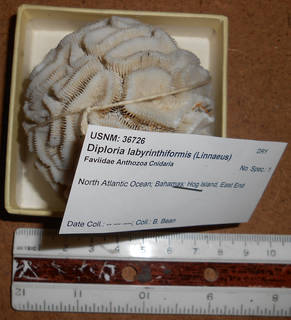 Diploria labyrinthiformis image