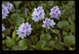 Pontederiaceae - Eichhornia crassipes 