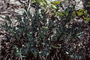 Heliotropiaceae - Heliotropium curassavicum 