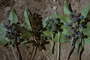 Euphorbiaceae - Ricinus communis 