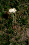 Asteraceae - Achillea millefolium var. borealis 