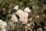 Asteraceae - Achillea millefolium var. borealis 