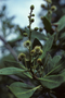 Combretaceae - Conocarpus erectus 