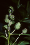 Combretaceae - Conocarpus erectus 