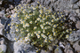 Asteraceae - Anthemis cotula 
