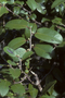 Ebenaceae - Diospyros sandwicensis 