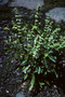 Lamiaceae - Ocimum basilicum 