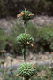 Lamiaceae - Leonotis nepetifolia 