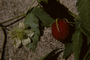 Rosaceae - Rubus rosifolius 