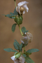 Solanaceae - Nicandra physalodes 