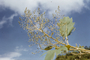 Papaveraceae - Bocconia frutescens 