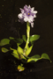 Pontederiaceae - Eichhornia crassipes 