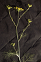 Apiaceae - Foeniculum vulgare 