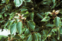 Lauraceae - Cinnamomum camphora 